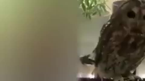 Best Funny Animal Videos of the year (2023), funniest animals ever. relax with cute animals video