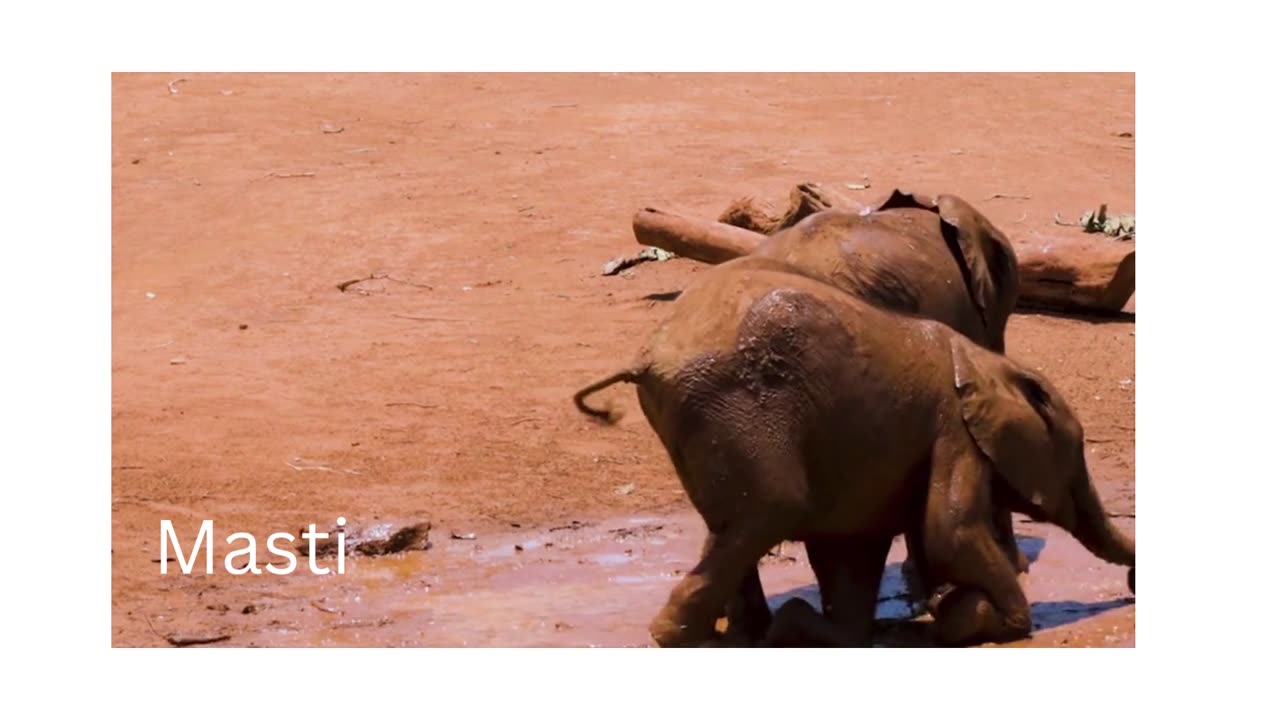 Elephant Rescued from Mud