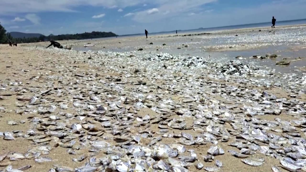 Climate change may be behind Thai mass fish die-off