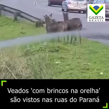 Veados 'com brincos na orelha' são vistos nas ruas do Paraná