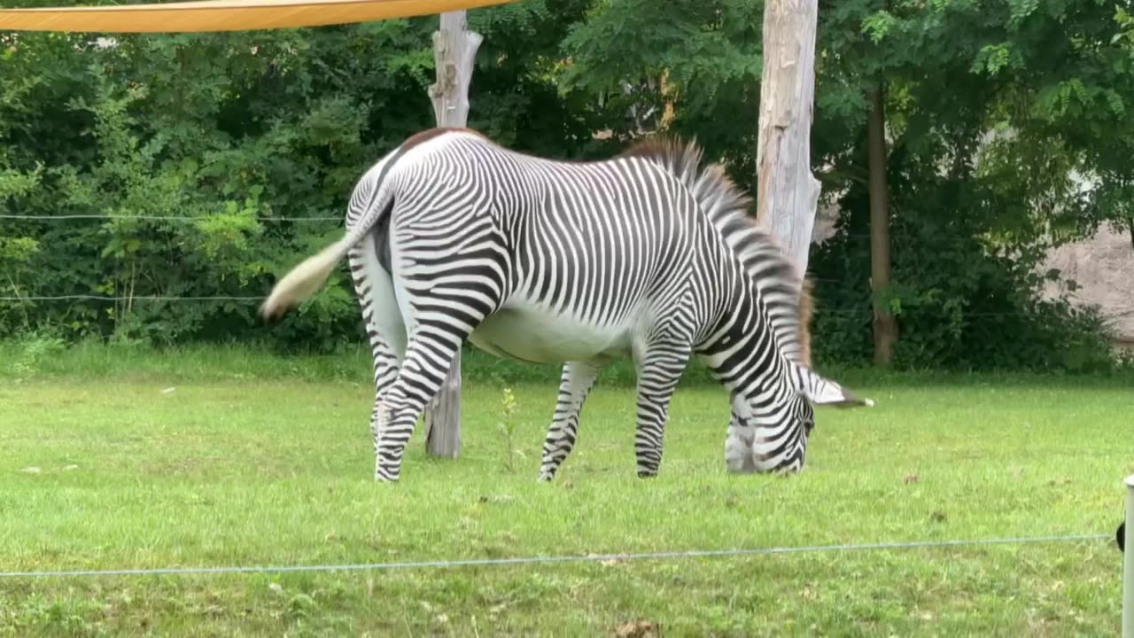 Toronto zoo zebras take three