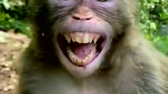 Monkey laughing funny 🤣🤣🤣