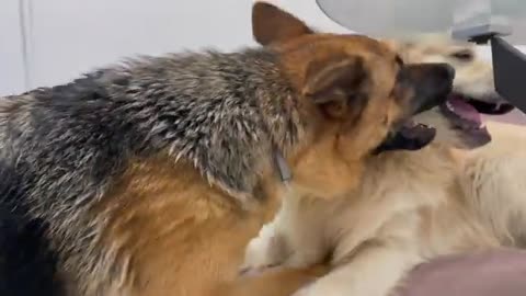 Golden Retriever doesn't want to share сouch with German Shepherd