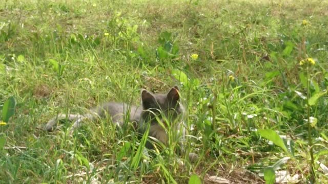 Cat plays on the lawn