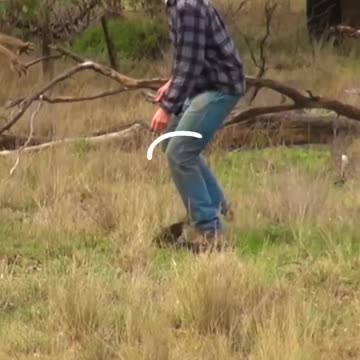 Man rescues a dog from a kangroo