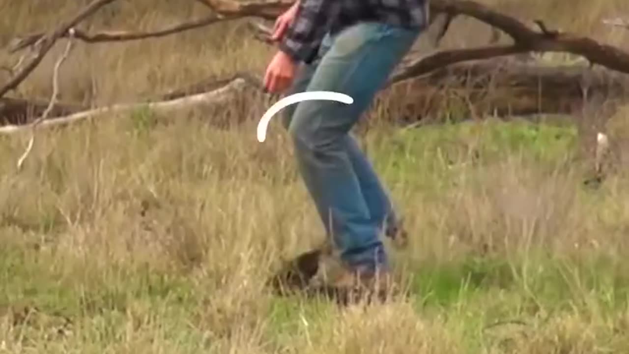 Man rescues a dog from a kangroo