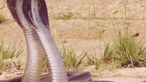 King cobra beautiful moment