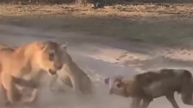 Wild Gogs attract Lion#short#shortsvideo,Animals,Animalsvideos,