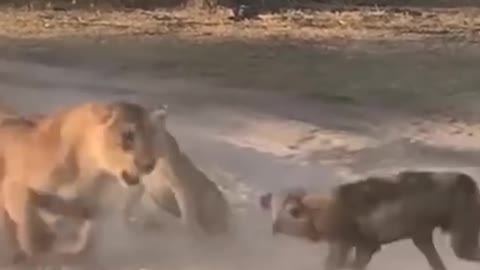 Wild Gogs attract Lion#short#shortsvideo,Animals,Animalsvideos,