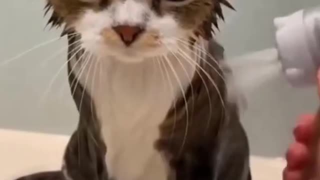 Angry kitten for a bath