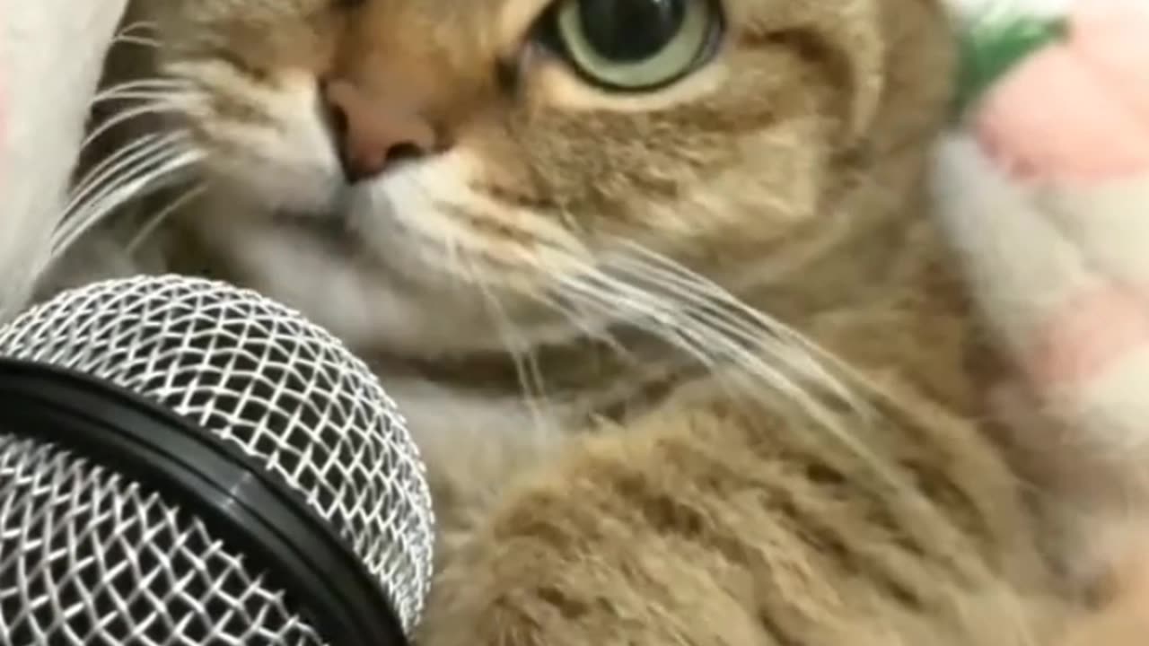 Cute Cats Video _--_shorts _cats _cute _cutecat