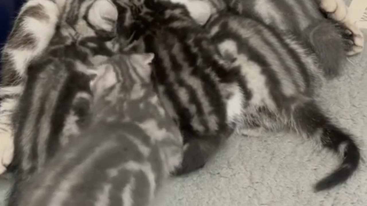 Adorable Feline Frenzy