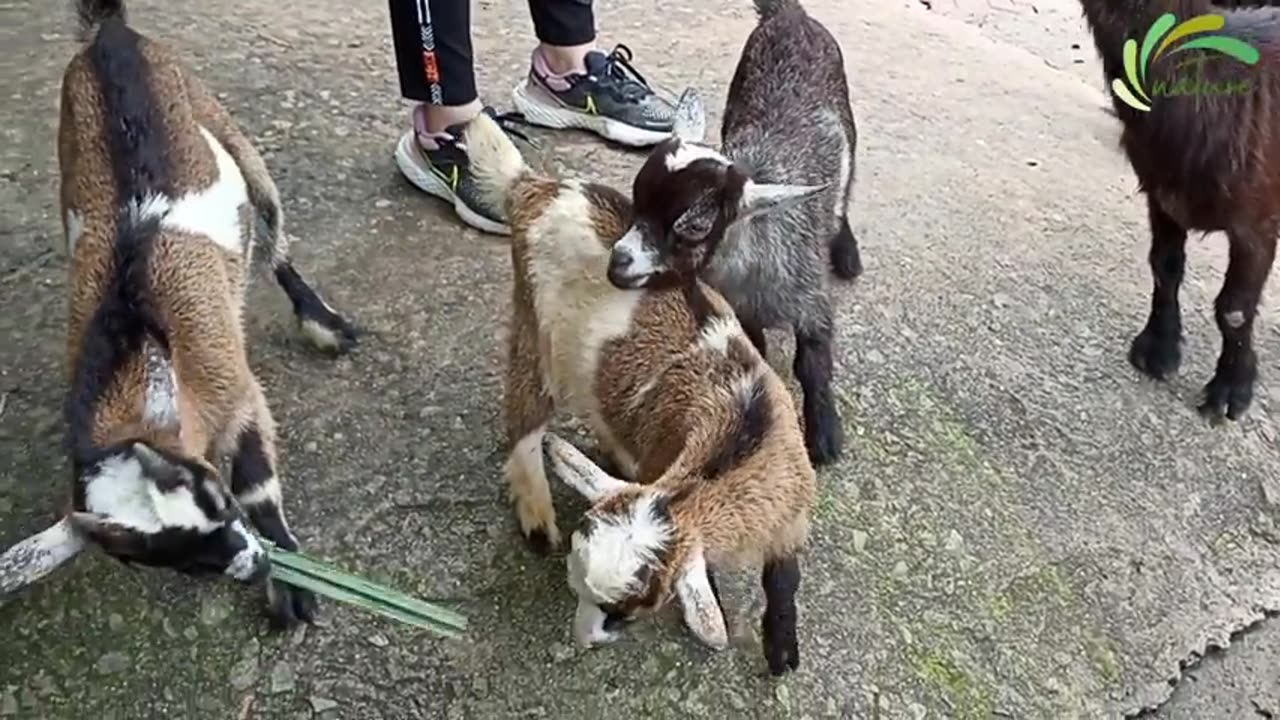 Goats Funny Cute Video 🔴 Cute and Funny Sheep and Goat Eating Video Fight