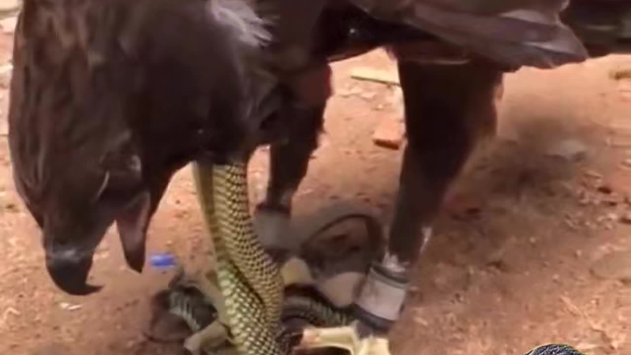 Hawk fight | Hawk vs Snake | Predatory birds