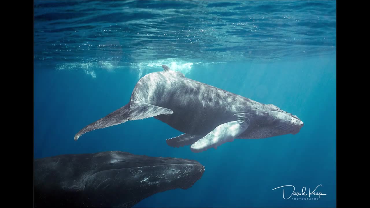 Humpback Whales 🐳, Dominican Republic.