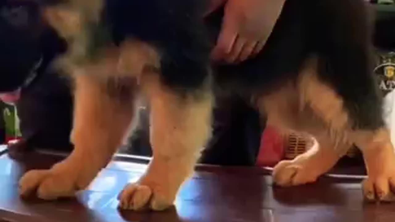 Dog training techniques