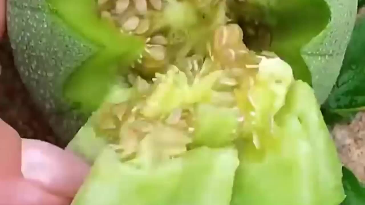 Delicious fruits video