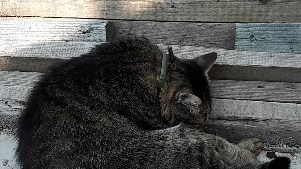 Cat knows he is being watched and is annoyed by that