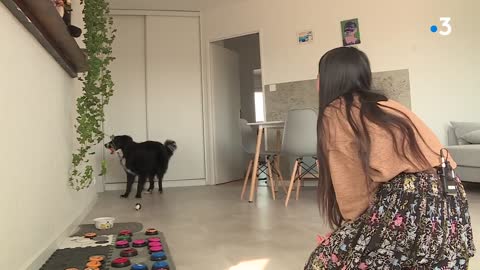 Coco the Dijon speaking dog...