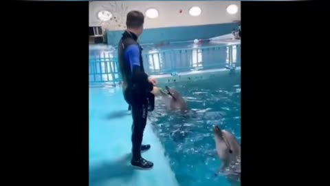 Dolphin training moments funny animals