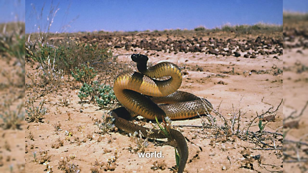 The Most Poisonous Animals In The World! #interestingfacts