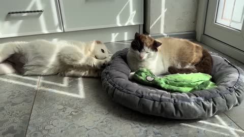What does a Golden Retriever Puppy do when a Cat Occupied her Bed