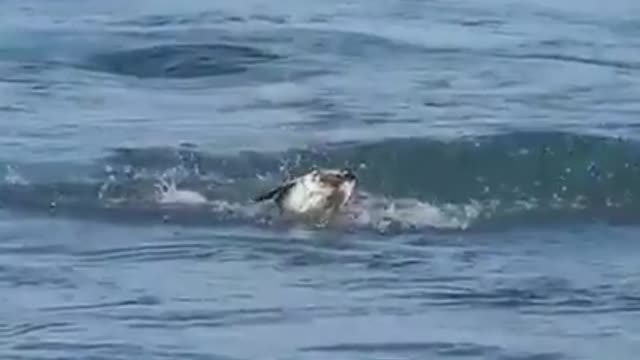 Very beautiful video woow
