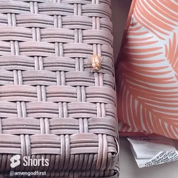 Egyptian beetle 🪲 #shorts