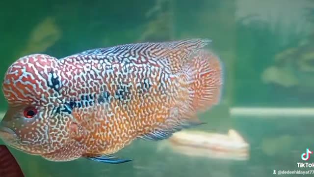 Flowerhorn fish beautiful