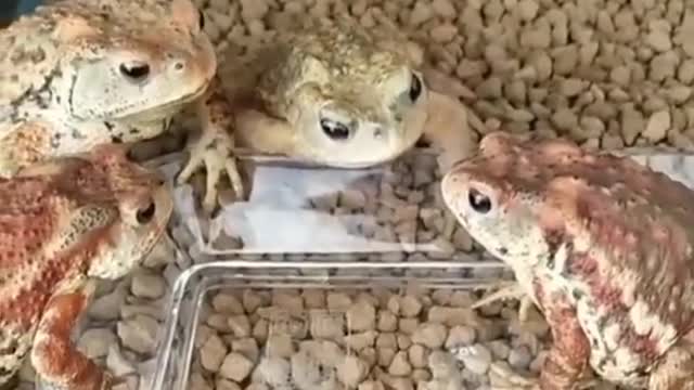 Frog insects eating competition