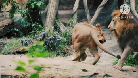 Most lovely scene of loin's family.