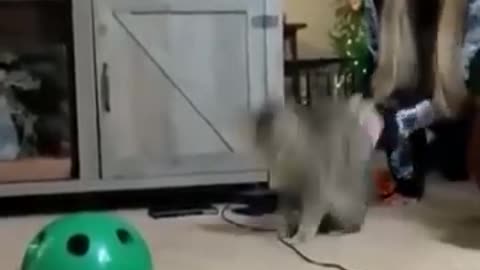 Funny Video Cats Cats