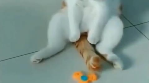 Funny cats