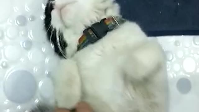 see this cat reacting to its owner