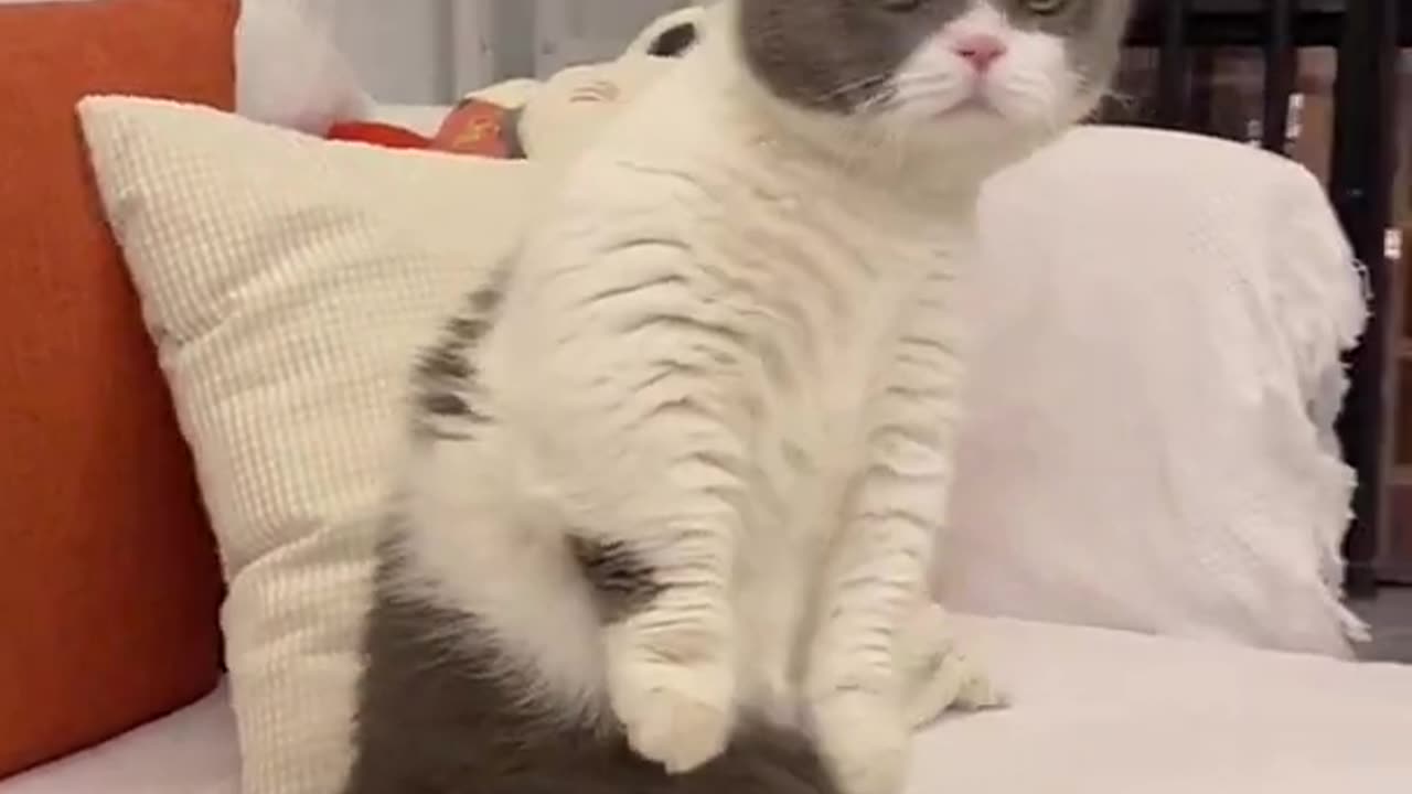 Aww. Danny cute cat.
