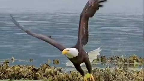 Eagle eye in action