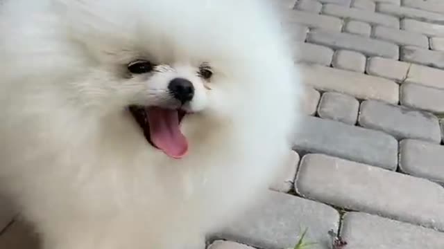 cute dogs