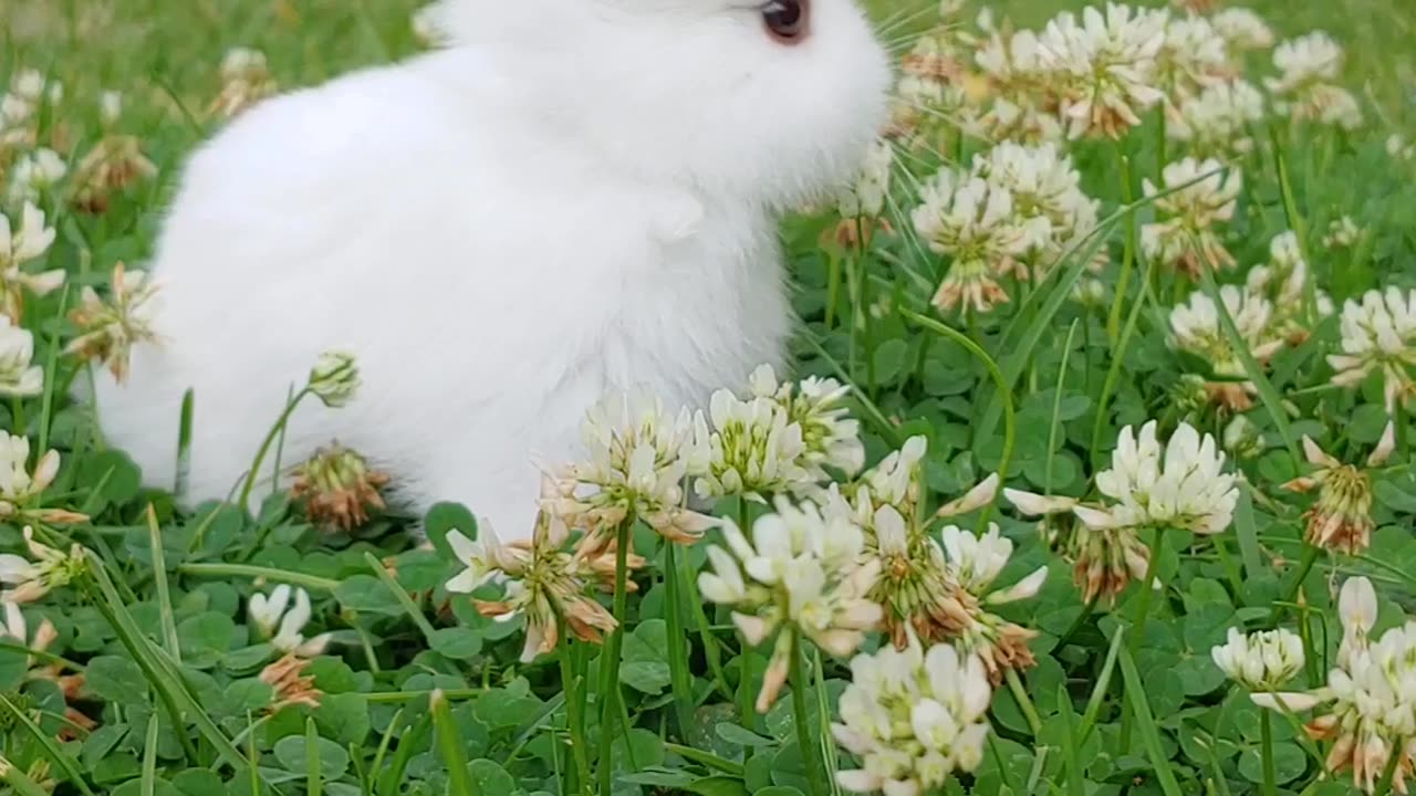 Cute Baby bunny rabbit chills in my garden 🐰❤️