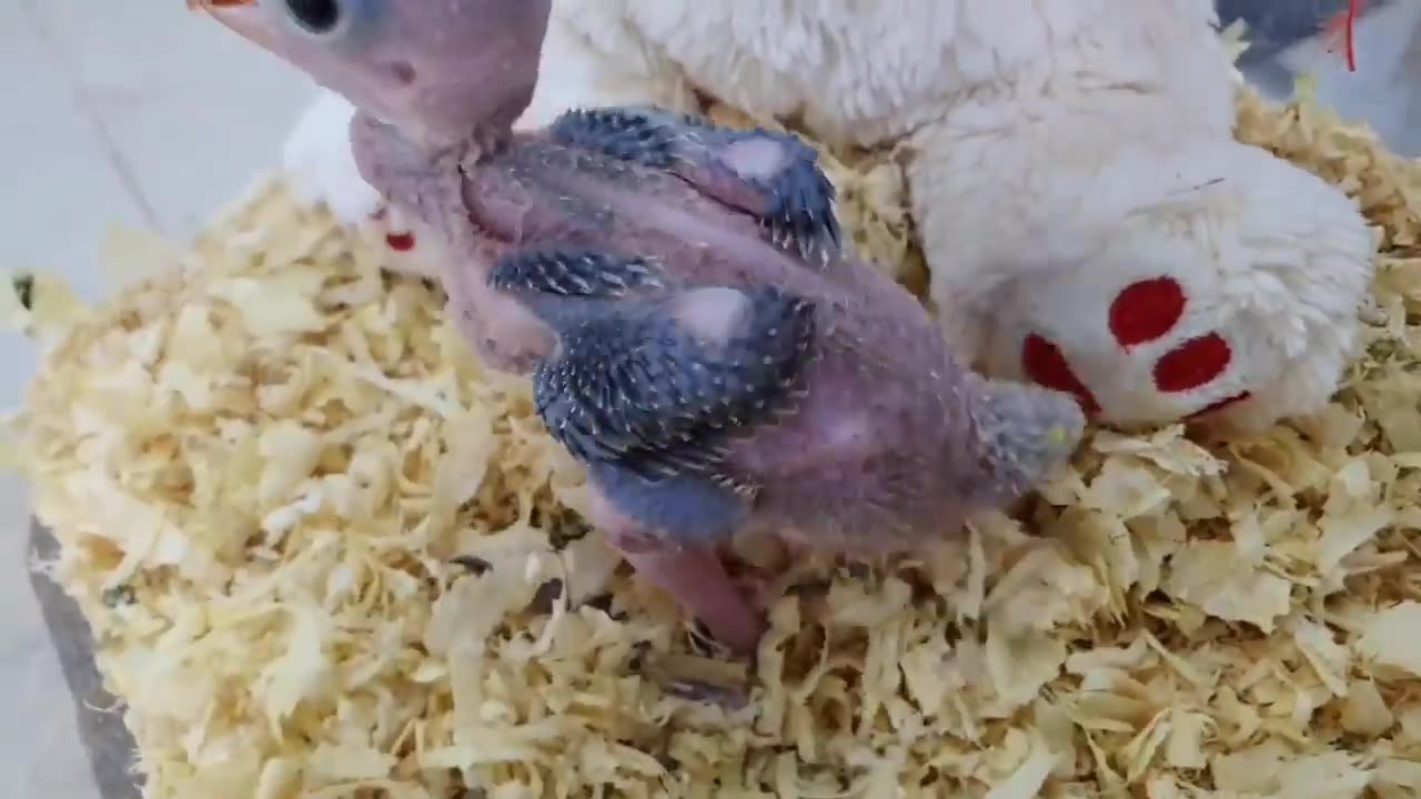 Rescue a parrot chick 🦜 from death after it fell from the nest