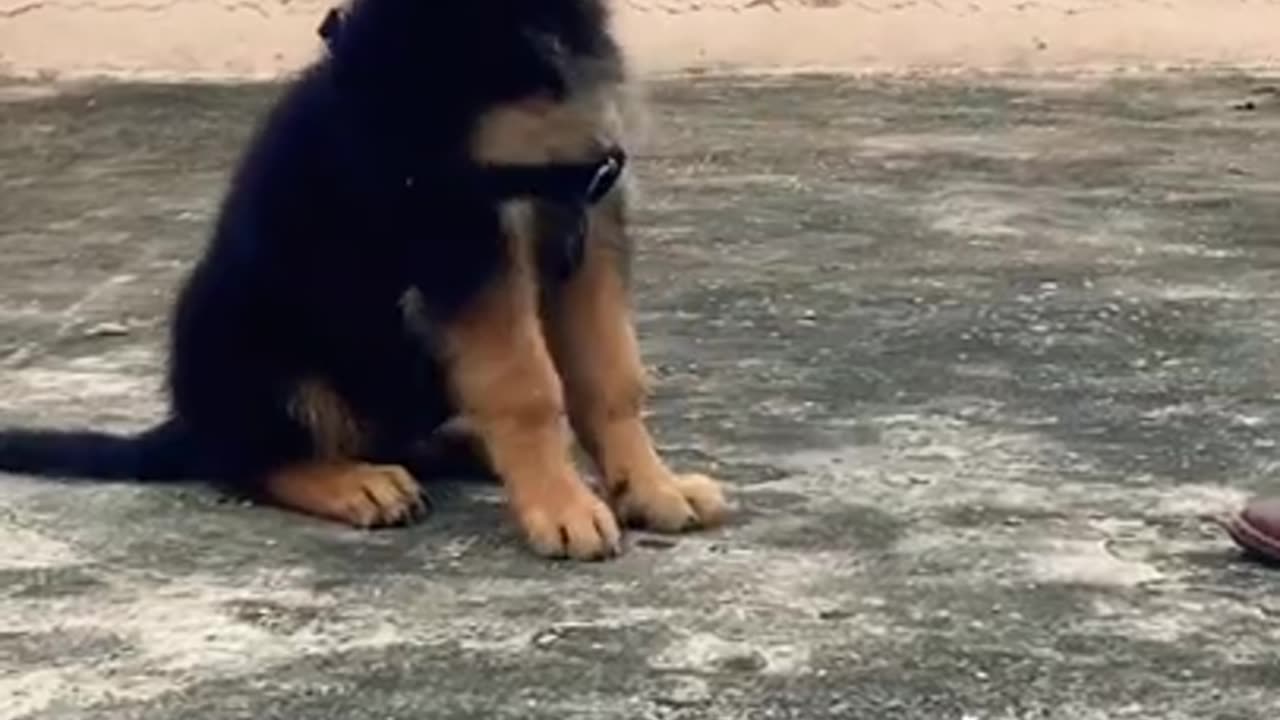 German Shepherd Puppy Learn Sit And Hello Command 😍