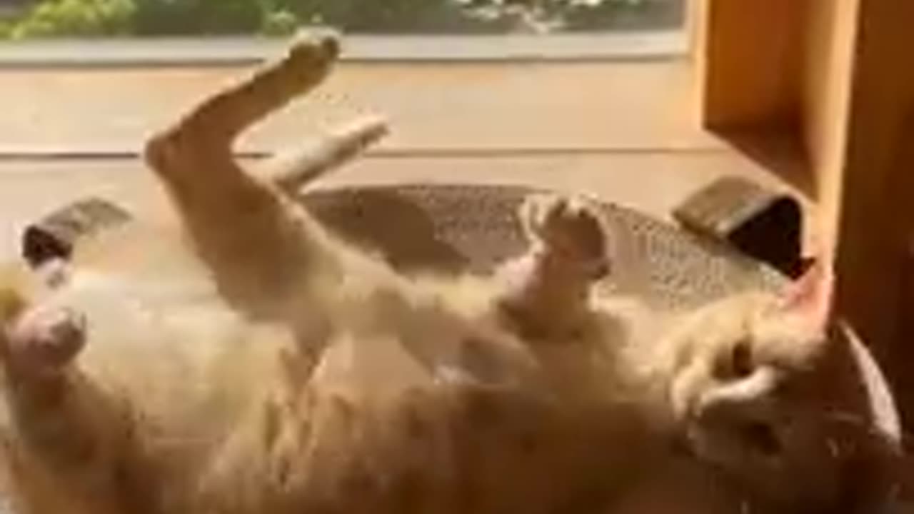 The Magnificent Four! 🐈 Funny video with cats and kittens