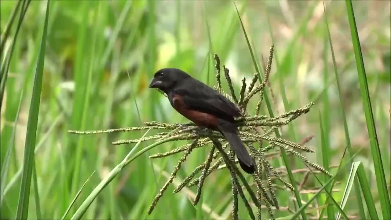 Bullfinch Brazil