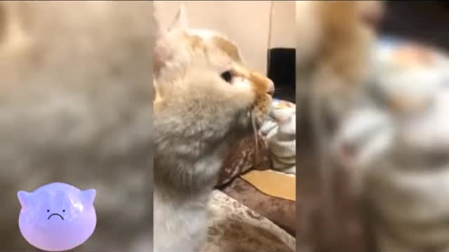 A cat that mimics a lot of cats