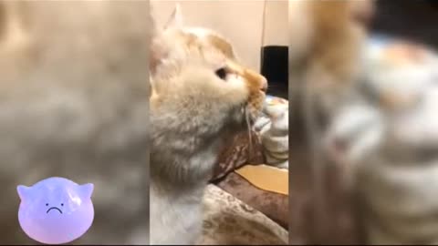 A cat that mimics a lot of cats