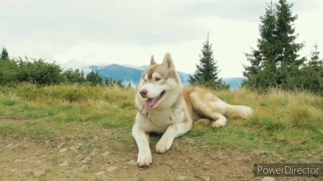 Husky dog