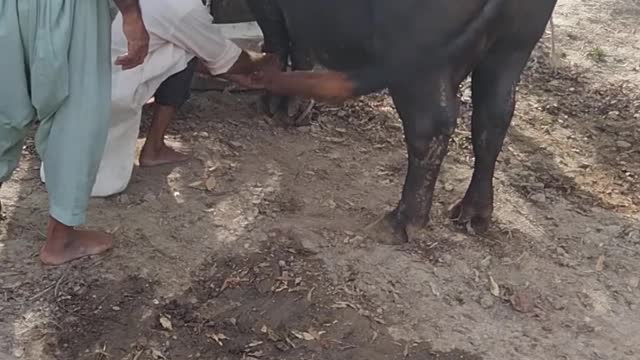 Buffalo slaughter