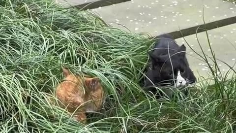 Cats are arguing with each other.