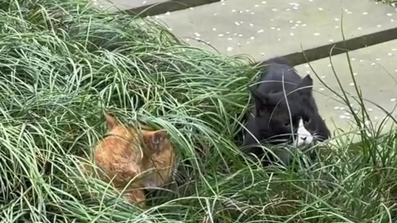 Cats are arguing with each other.