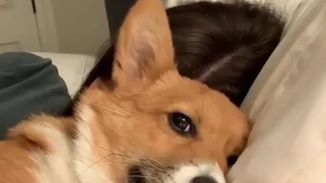 You need Corgi after Watching this!!!| Cute Corgi Baby🐶