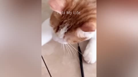 The cat 😺 funny video 🤣